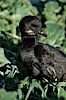 Brandts cormorant. La Jolla, California, USA. Image #05730