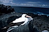 Nazca booby, Punta Suarez. Hood Island, Galapagos Islands, Ecuador. Image #05751