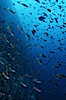 Pacific creolefish. Cousins, Galapagos Islands, Ecuador. Image #05762