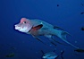 Mexican hogfish, adult male showing fleshy bump on head, Revilligigedos. Image #05768