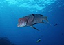 Mexican hogfish, adult male showing fleshy bump on head, Revilligigedos. Image #05769