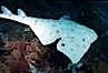 Angel shark. San Benito Islands (Islas San Benito), Baja California, Mexico. Image #05791