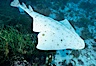 Angel shark, Islas San Benito. San Benito Islands (Islas San Benito), Baja California, Mexico. Image #05792