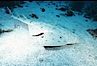 Angel shark. San Benito Islands (Islas San Benito), Baja California, Mexico. Image #05793