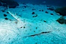 Angel shark, Islas San Benito. San Benito Islands (Islas San Benito), Baja California, Mexico. Image #05794