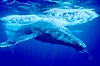 North Pacific humpback whale, escort in competitive group makes fast close pass. Maui, Hawaii, USA. Image #06057