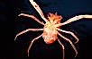 Pelagic red tuna crab, showing appendage hairs, open ocean. San Diego, California, USA. Image #06059