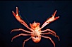 Pelagic red tuna crab, showing appendage hairs, open ocean. San Diego, California, USA. Image #06060