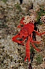 Pelagic red tuna crab, washed ashore in tidepool. Ocean Beach, California, USA. Image #06061