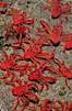 Pelagic red tuna crabs, washed ashore in tidepool. Ocean Beach, California, USA. Image #06062