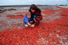 Pelagic red tuna crabs, washed ashore to form dense piles on the beach. Ocean Beach, California, USA. Image #06068
