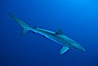 Silky shark. Socorro Island (Islas Revillagigedos), Baja California, Mexico. Image #06113