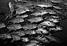 Circling jacks. Cocos Island, Costa Rica. Image #06124