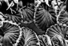Aggregating anemone detail. San Miguel Island, California, USA. Image #06130