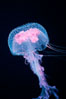 Purple jellyfish, open ocean. Guadalupe Island (Isla Guadalupe), Baja California, Mexico. Image #06209
