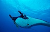 Pacific manta ray with remora. San Benedicto Island (Islas Revillagigedos), Baja California, Mexico. Image #06233