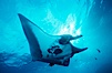 Pacific manta ray with remora. San Benedicto Island (Islas Revillagigedos), Baja California, Mexico. Image #06234