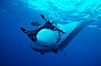 Pacific manta ray with remora. San Benedicto Island (Islas Revillagigedos), Baja California, Mexico. Image #06235
