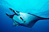 Pacific manta ray with remora and Clarion angelfish. San Benedicto Island (Islas Revillagigedos), Baja California, Mexico. Image #06238