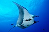 Pacific manta ray with remora. San Benedicto Island (Islas Revillagigedos), Baja California, Mexico. Image #06253