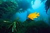 Garibaldi swimming over surfgrass in kelp forest. San Clemente Island, California, USA. Image #06274