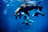 California sea lions, socializing/resting, Webster Point rookery, Santa Barbara Island, Channel Islands National Marine Sanctuary. Santa Barbara Island, California, USA. Image #06284