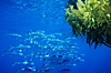 North Pacific Yellowtail school under a patch of drift kelp, open ocean. San Diego, California, USA. Image #07000