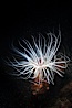 Tube anemone, San Miguel Island, Channel Islands National Marine Sanctuary. San Miguel Island, California, USA. Image #07004
