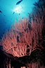 Red gorgonian, polyp detail. San Clemente Island, California, USA. Image #07005