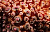 Starfish (sea star), dorsal surface detail including spines and pincers. La Jolla, California, USA. Image #07013