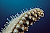 Starfish (sea star), detail showing tube feet ending in small suckers. La Jolla, California, USA. Image #07015