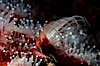 Acorn barnacle feeding amidst strawberry anemones, Monterey Peninsula. Monterey, California, USA. Image #07018