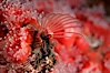 Acorn barnacle feeding amidst strawberry anemones, Monterey Peninsula. Monterey, California, USA. Image #07023