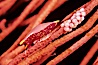 Simnia and egg cluster on gorgonian. Anacapa Island, California, USA. Image #07025