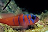 Bluebanded goby, Catalina. Catalina Island, California, USA. Image #07062