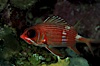 Squirrelfish. Roatan, Honduras. Image #07087