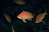 Jewel fairy basslet (female color form), also known as lyretail anthias. Egyptian Red Sea, Egypt. Image #07091