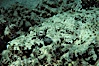 Crocodile fish. Egyptian Red Sea, Egypt. Image #07098