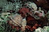 Flathead scorpionfish. Egyptian Red Sea, Egypt. Image #07099