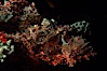 Flathead scorpionfish. Egyptian Red Sea, Egypt. Image #07100