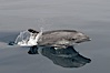 Pacific bottlenose dolphin breaches the ocean surface as it leaps and takes a breath.  Open ocean near San Diego. San Diego, California, USA. Image #07158
