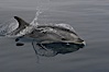 Pacific bottlenose dolphin hydrodynamically slices the ocean as it surfaces to breathe.  Open ocean near San Diego. San Diego, California, USA. Image #07165