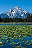 Lilypads cover Heron Pond, Mount Moran in the background. Heron Pond, Grand Teton National Park, Wyoming, USA. Image #07428