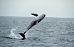 A Rissos dolphin leaps from the ocean in a full breach. Note distinguishing and highly variable skin and dorsal fin patterns, characteristic of this species.  White scarring, likely caused by other Risso dolphins teeth, accumulates during the dolphins life so that adult Rissos dolphins are almost entirely white.  Offshore near San Diego. San Diego, California, USA. Image #07597