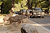 Mule deer pause beside traffic in Yosemite Valley. Yosemite National Park, California, USA. Image #07629