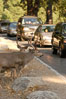 Mule deer pause beside traffic in Yosemite Valley. Yosemite National Park, California, USA. Image #07630