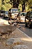 Mule deer pause beside traffic in Yosemite Valley. Yosemite National Park, California, USA. Image #07630