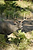 Mule deer, Yosemite Valley. Yosemite National Park, California, USA. Image #07632