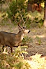 Mule deer, Yosemite Valley. Yosemite National Park, California, USA. Image #07633