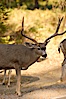 Mule deer, Yosemite Valley. Yosemite National Park, California, USA. Image #07635